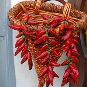 Calabrisella